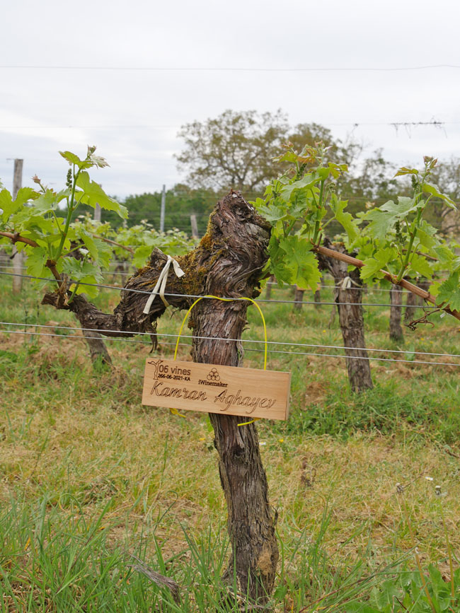 Виноградник на урожай